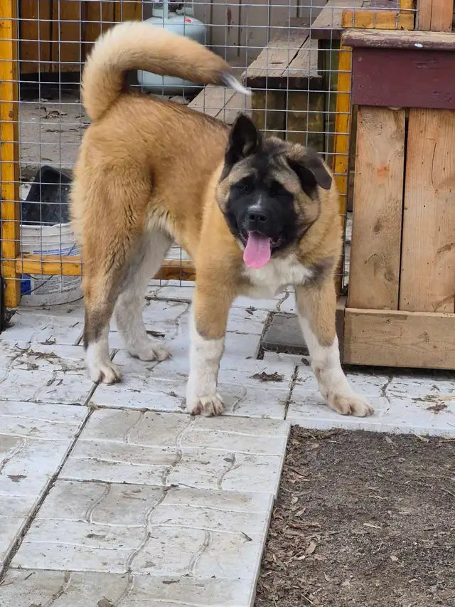 Akita Américain - Photo 7