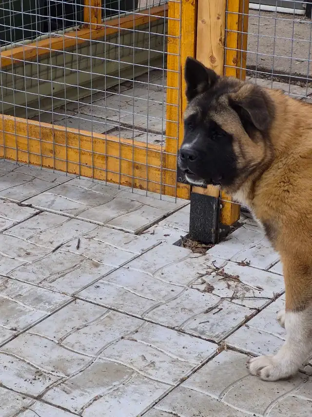 Akita Américain - Photo 8