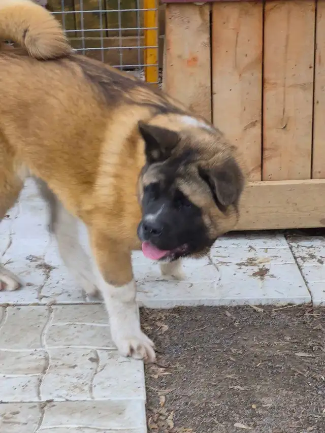 Akita Américain - Photo 9