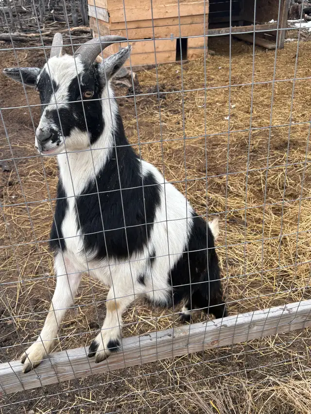 3 Male Pygmy Goats for Sale