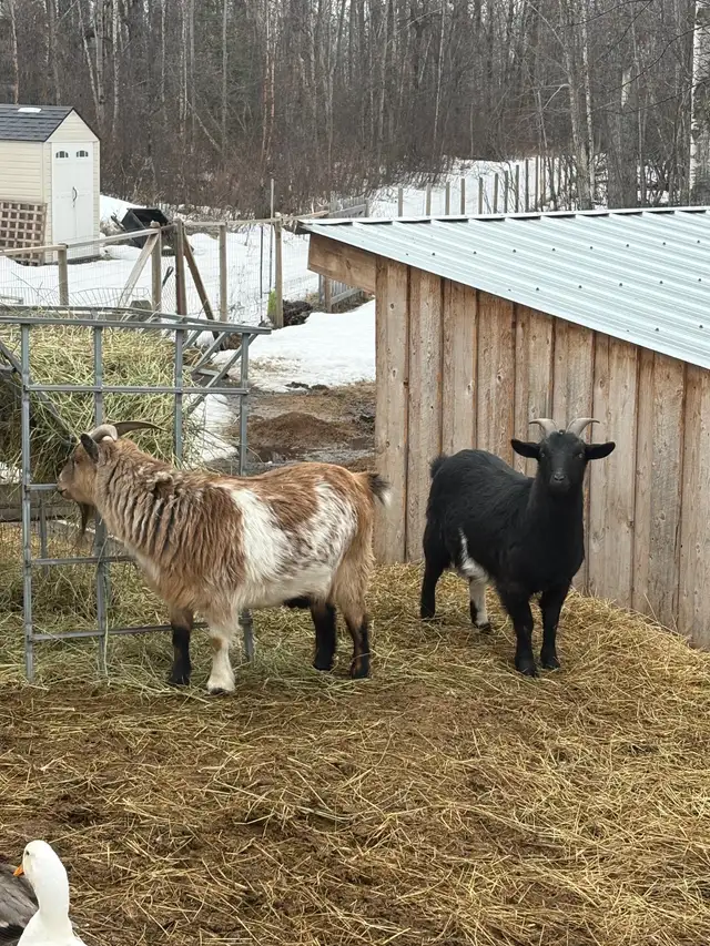 3 Male Pygmy Goats for Sale - Photo 2