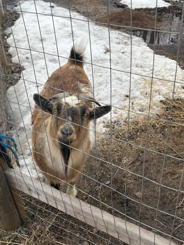 3 Male Pygmy Goats for Sale - Photo 3