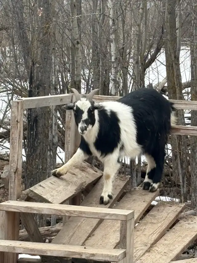 3 Male Pygmy Goats for Sale - Photo 4
