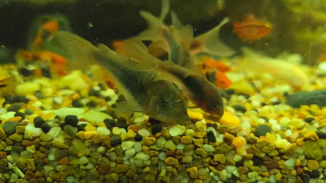 6 bronze corydoras sale pending