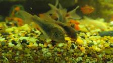 6 bronze corydoras sale pending