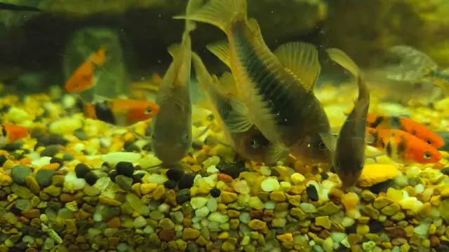 6 bronze corydoras sale pending - Photo 2