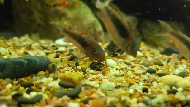 6 bronze corydoras sale pending - Photo 3