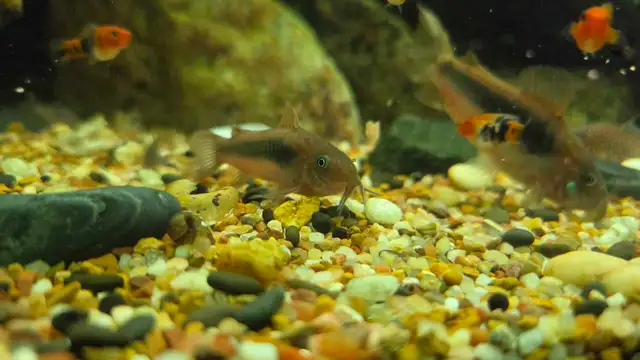 6 bronze corydoras sale pending - Photo 4