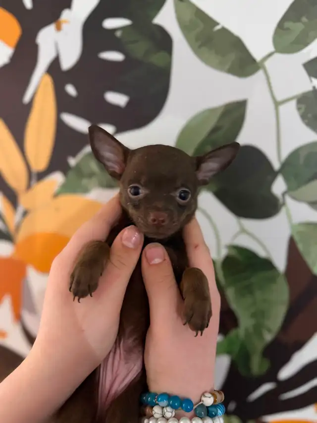 BÉBÉS CHIHUAHUAS MAX 4LBS ADULTES