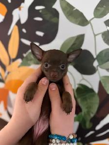 BÉBÉS CHIHUAHUAS MAX 4LBS ADULTES