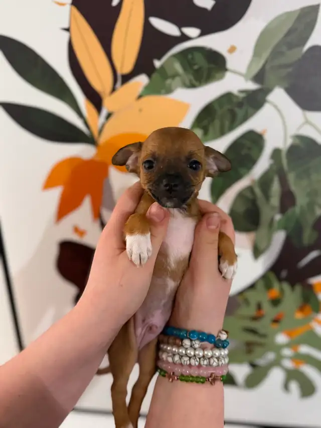 BÉBÉS CHIHUAHUAS MAX 4LBS ADULTES - Photo 2