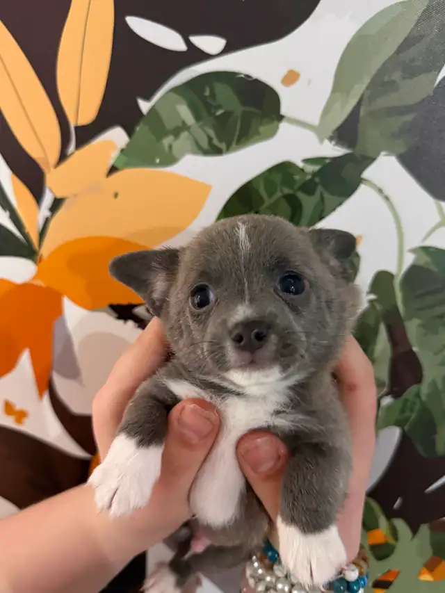 BÉBÉS CHIHUAHUAS MAX 4LBS ADULTES - Photo 3