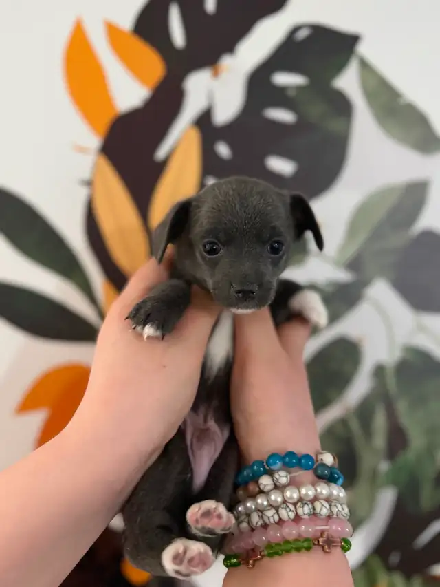 BÉBÉS CHIHUAHUAS MAX 4LBS ADULTES - Photo 4