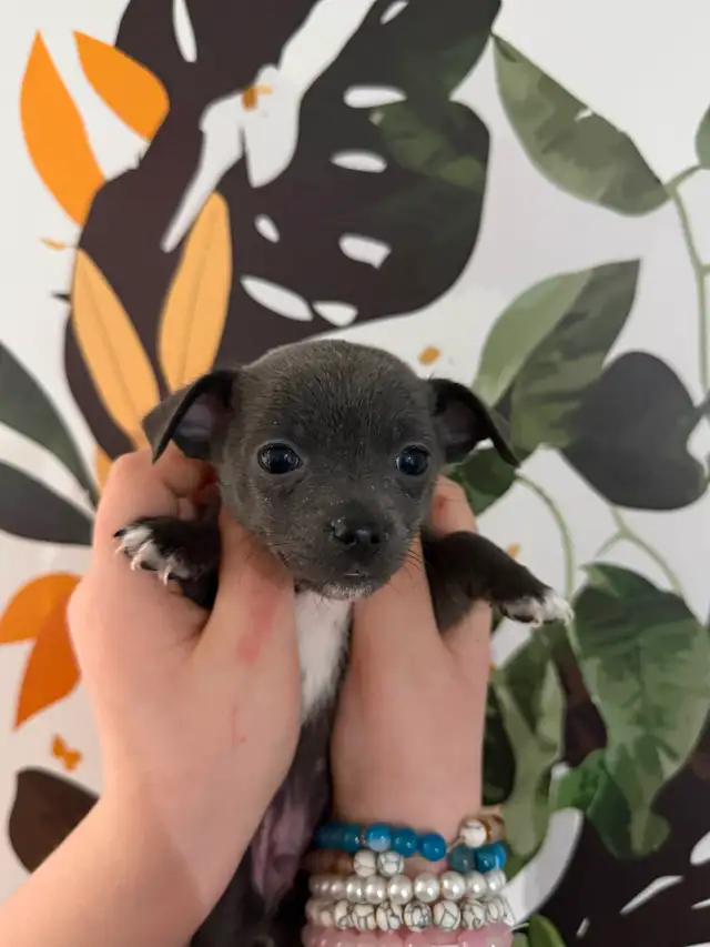 BÉBÉS CHIHUAHUAS MAX 4LBS ADULTES - Photo 5