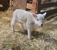 Two Female Bottle Fed Lambs