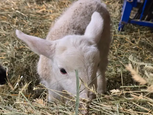 Two Female Bottle Fed Lambs - Photo 2