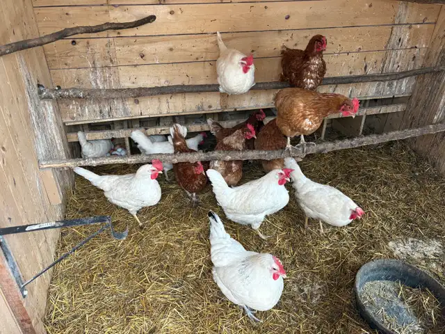 22 Laying Hens & 2 Ducks for $200