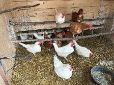 22 Laying Hens & 2 Ducks for $200