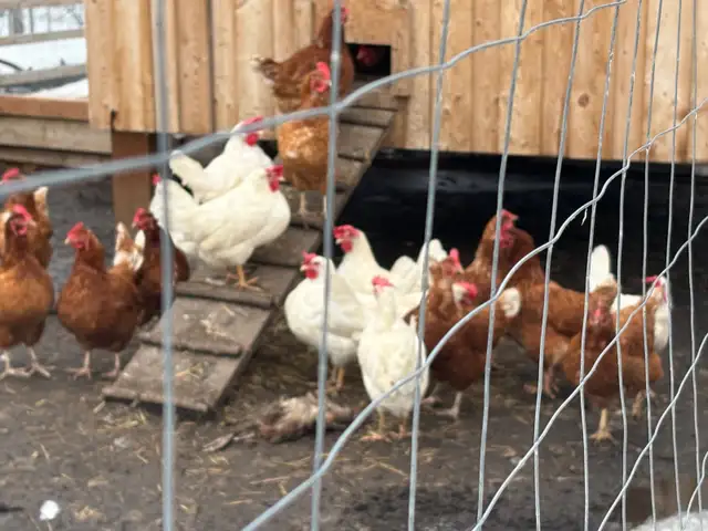 22 Laying Hens & 2 Ducks for $200 - Photo 2