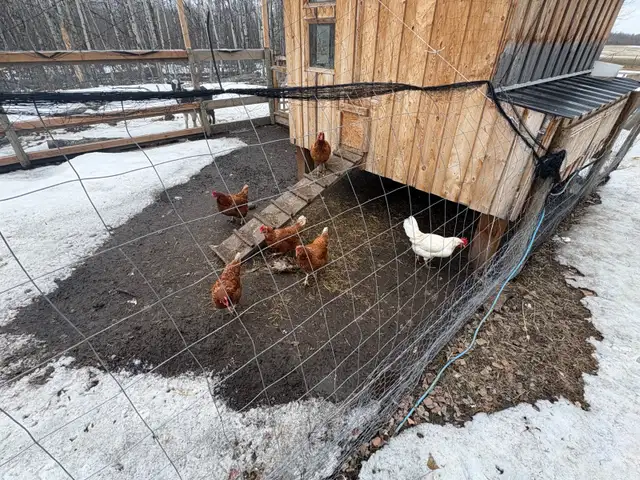 22 Laying Hens & 2 Ducks for $200 - Photo 3