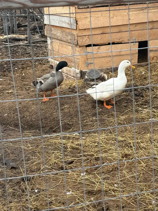 22 Laying Hens & 2 Ducks for $200 - Photo 4