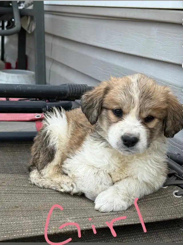 puppies for sales - Photo 2