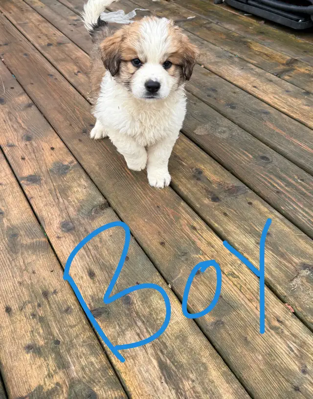 puppies for sales - Photo 3