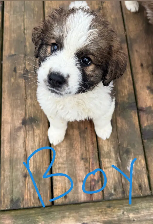 puppies for sales - Photo 4