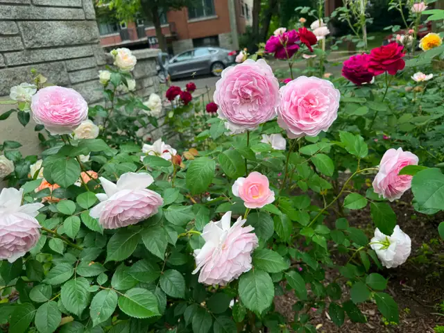 Rare Waterfront(1 min)  Lachine West duplex first floor $2150 - Photo 9