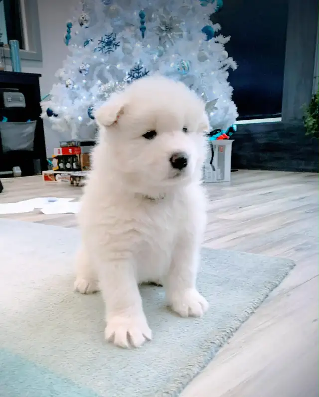 Samoyed pups with health guarantee