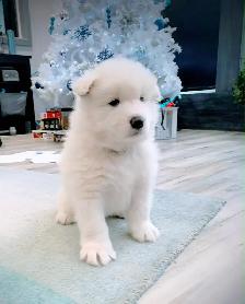 Samoyed pups with health guarantee