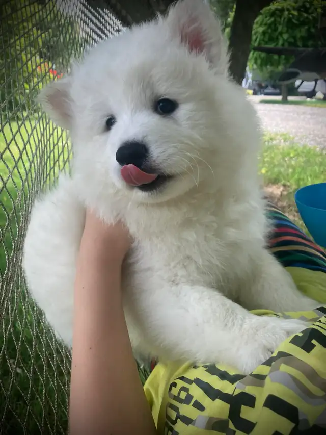 Samoyed pups with health guarantee - Photo 2