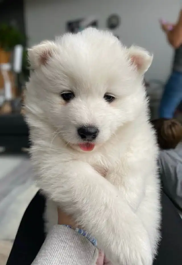 Samoyed pups with health guarantee - Photo 3