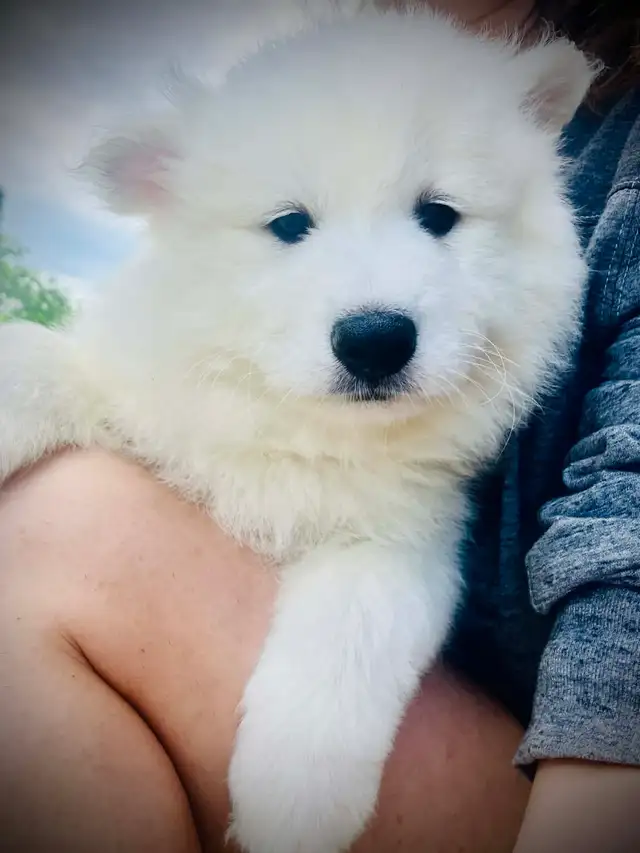 Samoyed pups with health guarantee - Photo 4