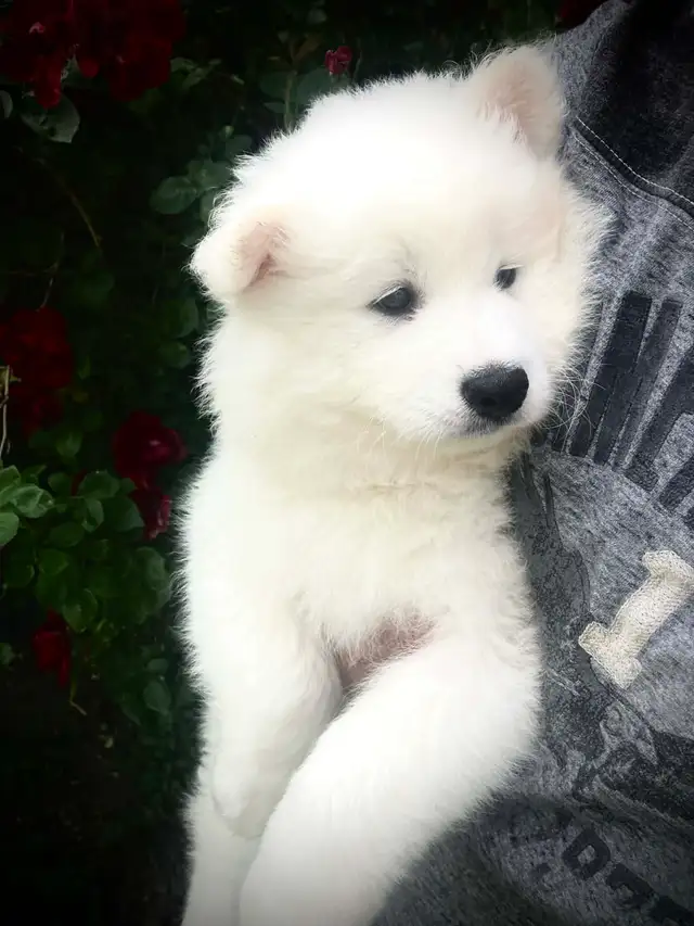 Samoyed pups with health guarantee - Photo 5