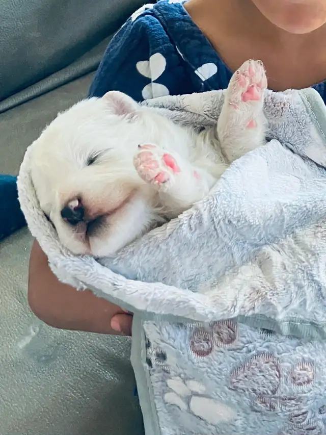 Samoyed pups with health guarantee - Photo 6