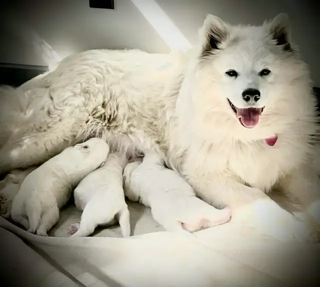 Samoyed pups with health guarantee - Photo 7