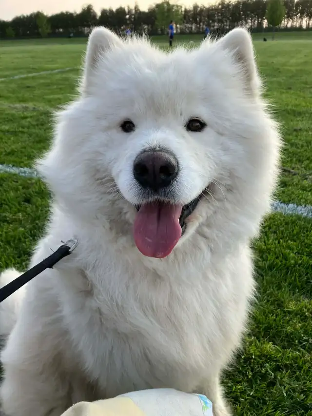 Samoyed pups with health guarantee - Photo 8