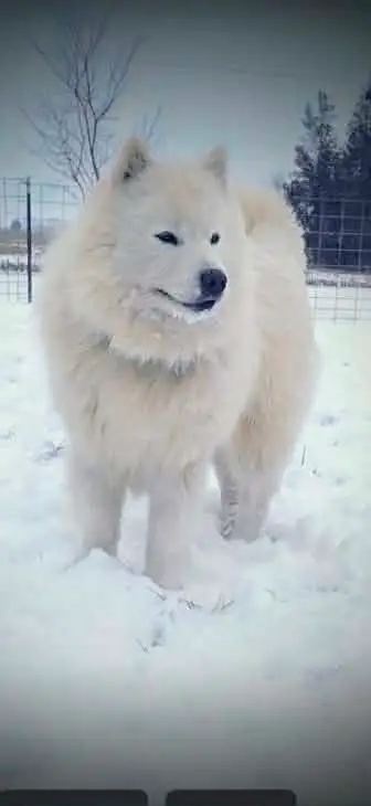 Samoyed pups with health guarantee - Photo 9