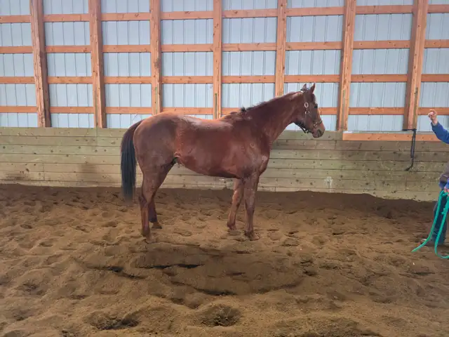2022 Chestnut OTTB Gelding