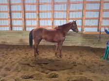 2022 Chestnut OTTB Gelding