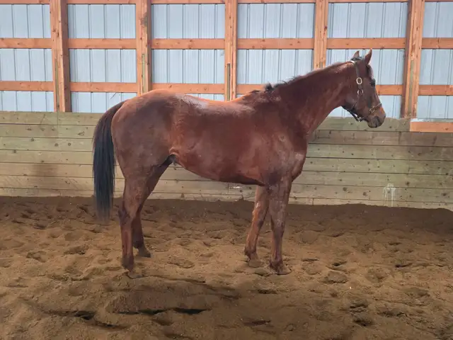 2022 Chestnut OTTB Gelding - Photo 2
