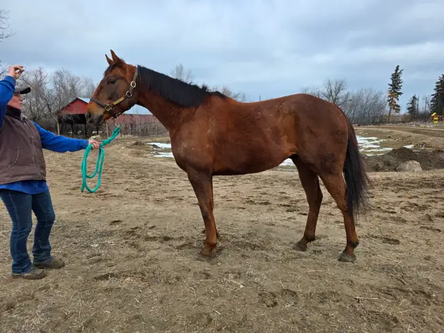 2022 Chestnut OTTB Gelding - Photo 3