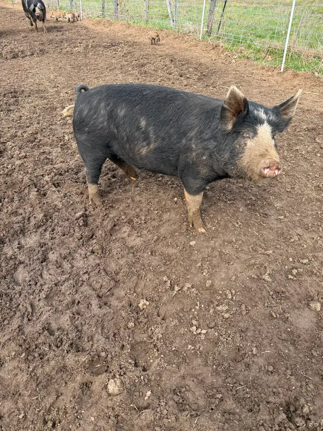 Berkshire Pigs for Sale - Photo 6