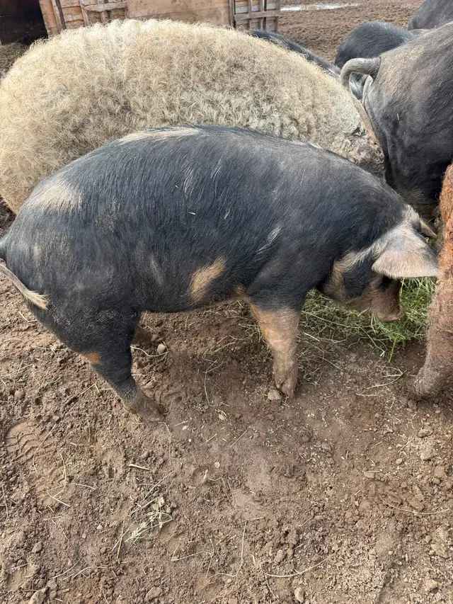 Berkshire Pigs for Sale - Photo 2