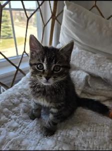 Tabby and Ragdoll mix kitten