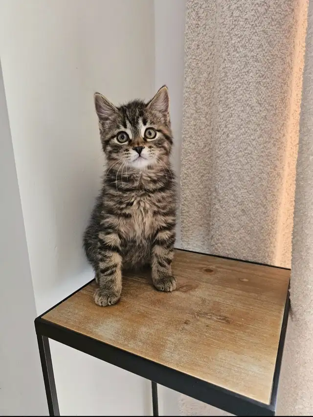 Tabby and Ragdoll mix kitten - Photo 2