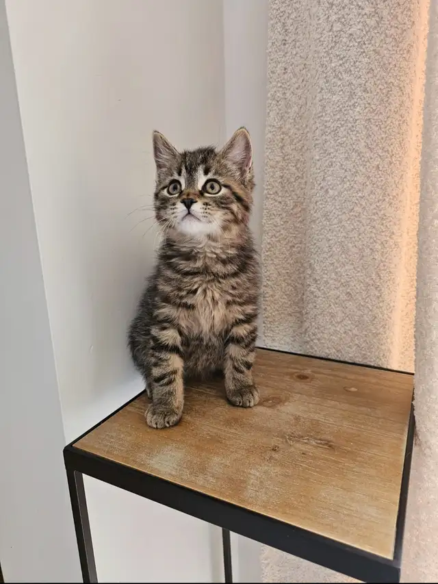 Tabby and Ragdoll mix kitten - Photo 3