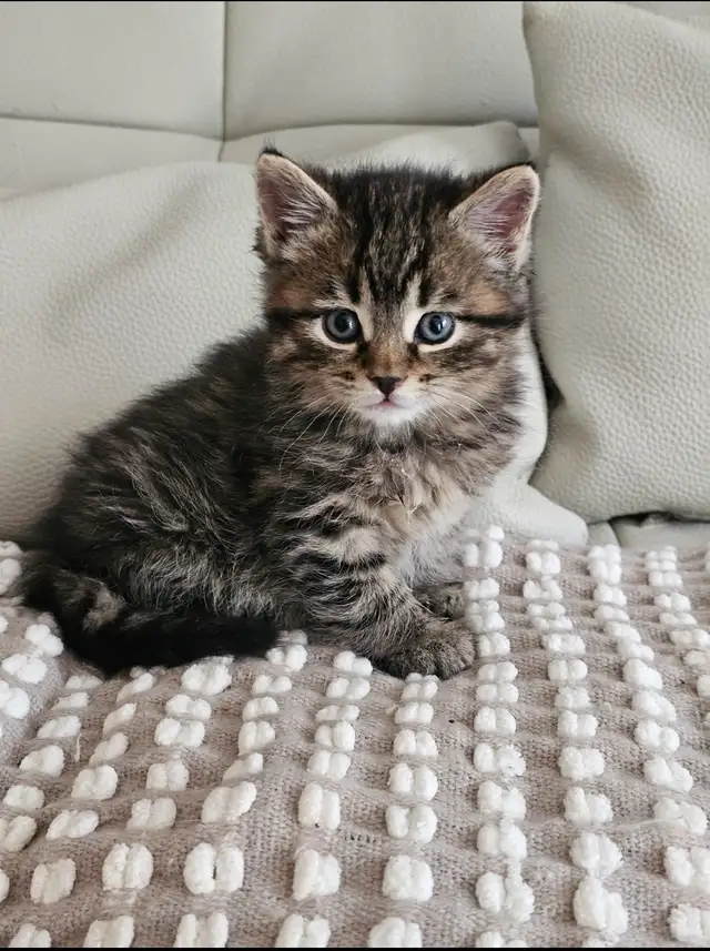 Tabby and Ragdoll mix kitten - Photo 4