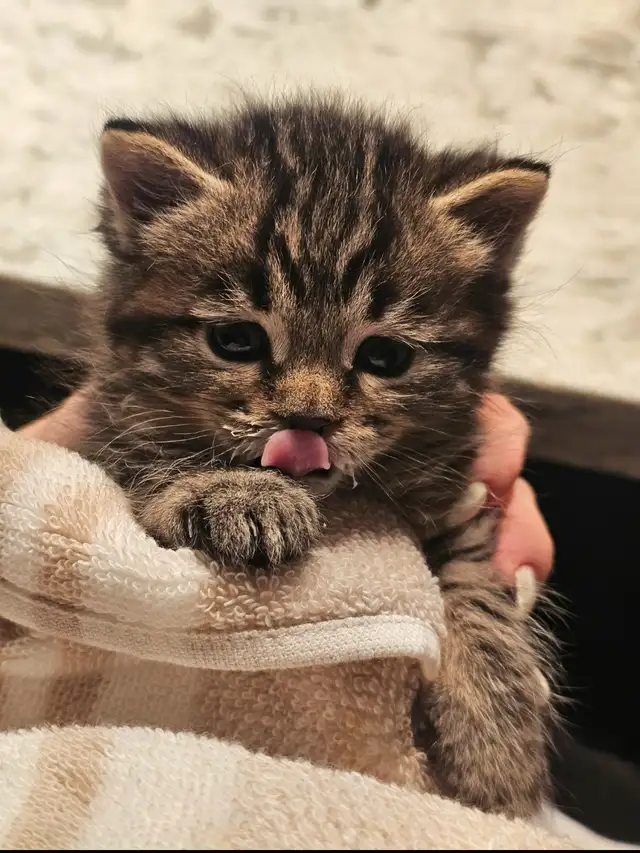 Tabby and Ragdoll mix kitten - Photo 5
